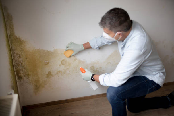  Waite Park, MN Mold Removal Pros